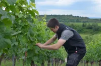 Junge:r Winzer:in im Weinberg