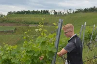 Junge:r Winzer:in im Weinberg