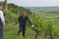 Junge:r Winzer:in im Weinberg