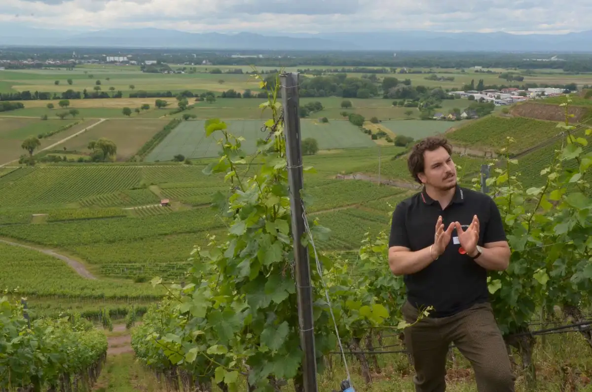 Junger Mann an einem Weinberg, mitten in der Erklärung eines Sachverhalts