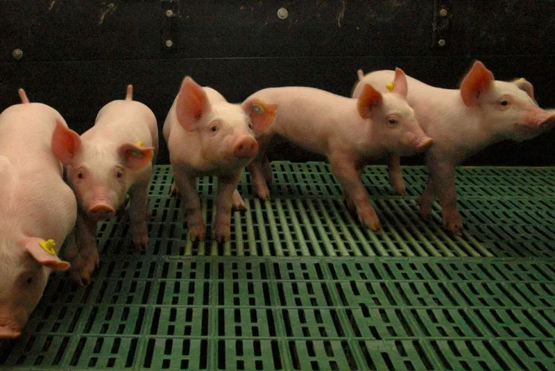 Ferkel auf Spaltboden