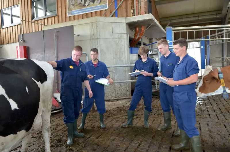 Zwei junge Landwirte in Arbeitskleidung begutachten Kühe in einem traditionellen Kuhstall. Sie überprüfen den Zustand der Tiere und achten auf eventuelle Pro...