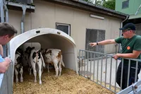 Junger Landwirt vor Kälberstall