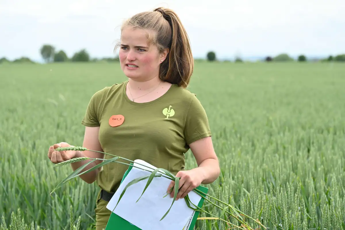 Landwirtin begutachtet einen Halm