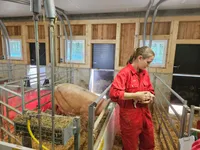 Landwirtin mit Ferkel