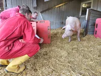 Landwirte im Schweinestall
