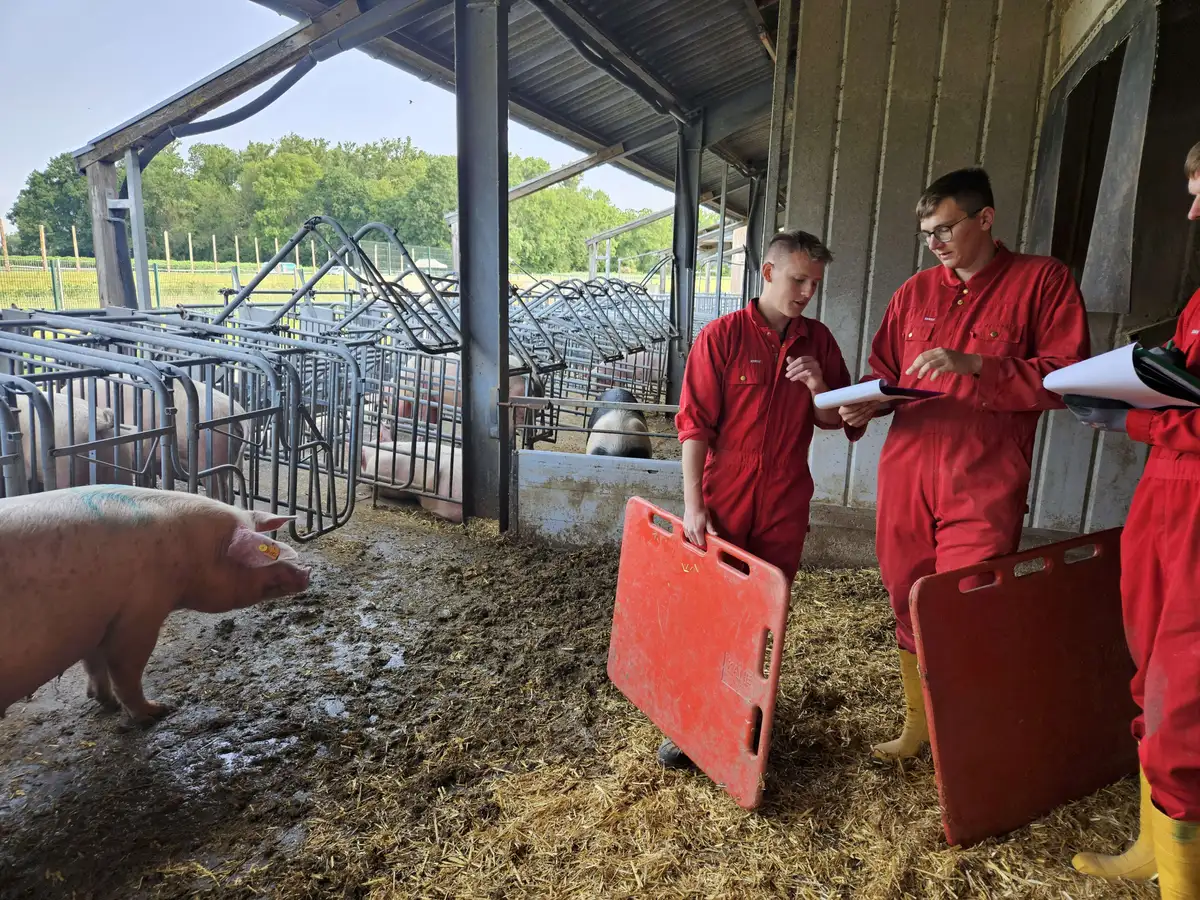 Landwirte im Schweinestall