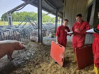 Landwirte im Schweinestall