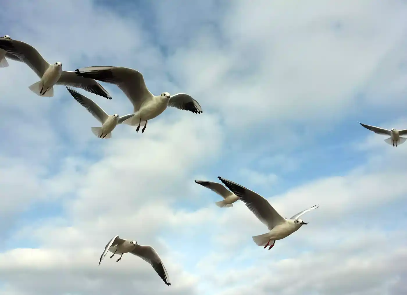 Eine Gruppe Möwen fliegt in einem blauen Himmel mit weißen Wolken. Die Vögel haben ausgebreitete Flügel und zeigen ihre charakteristischen Schnäbel. Ein beei...
