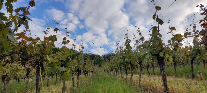 Weingärten mit blühenden Streifen unter einem blauen Himmel mit weißen Cumuluswolken. Die Landschaft zeigt die Schönheit der Landwirtschaft in einer ländlich...
