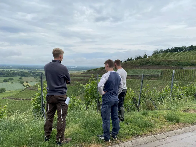 Drei Winzer schauen mit verschränkten Armen auf einen Weinberg