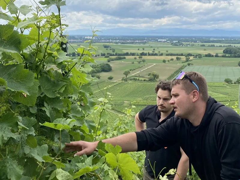 Jungwinzer im Weinberg
