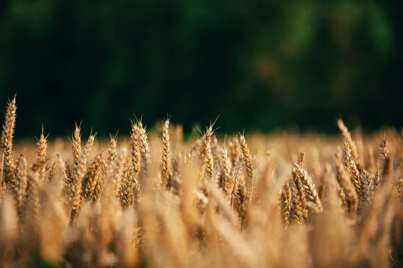 Ein Bauer steht auf einem Feld mit reifem Weizen und blickt in den Himmel. Die Sonne scheint und das Gras ist grün. Die Landschaft ist typisch ländlich und r...