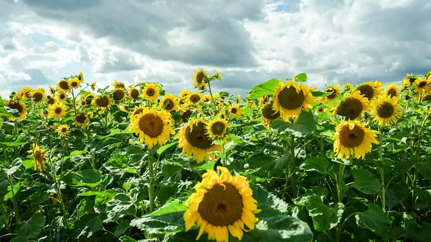 Eine gelbe Blume mit zarten Blütenblättern steht vor einem blauen Himmel mit weißen Wolken. Die Pflanze wächst in einem Feld und bildet Teil einer weitläufig...